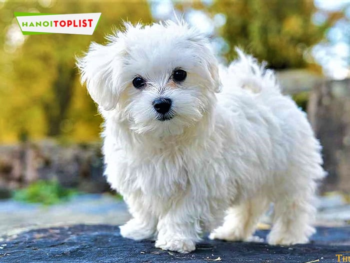 pet-house-dia-chi-cham-soc-cho-maltese-Mytour