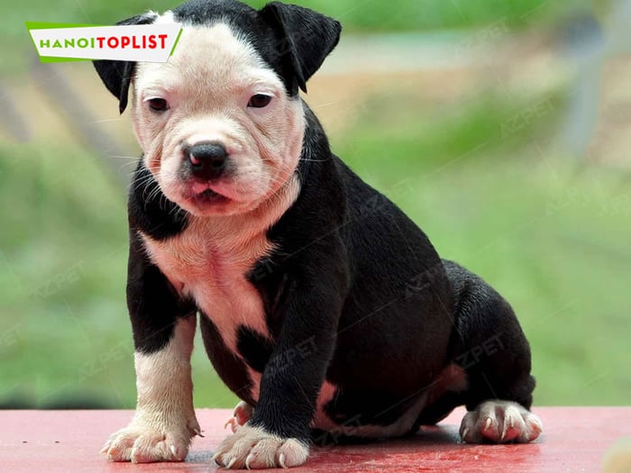 azpet-trai-cho-pitbull-chat-luong-ha-noi-Mytour