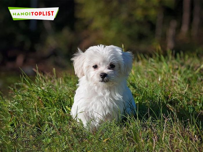 dogily-dia-chi-mua-cho-maltese-Mytour