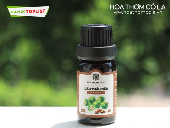 hoa-thom-co-la-mua-castor-oil-o-ha-noi-Mytour