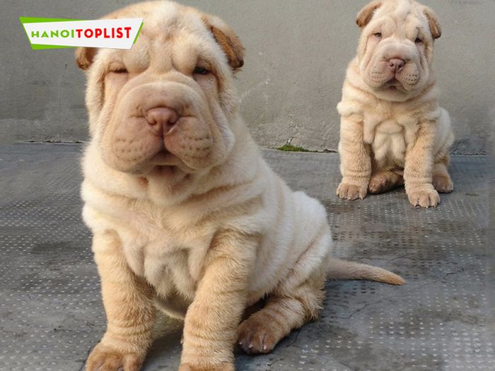 cho-tot-mua-cho-shar-pei-Mytour