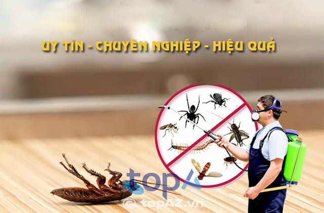 Công ty diệt mối và côn trùng Hải Tiến Hà Nội