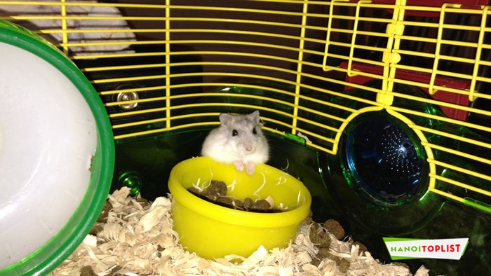 Hamster Shop Luna - Mytour