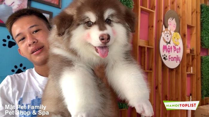 Mật Pet Shop - Mytour