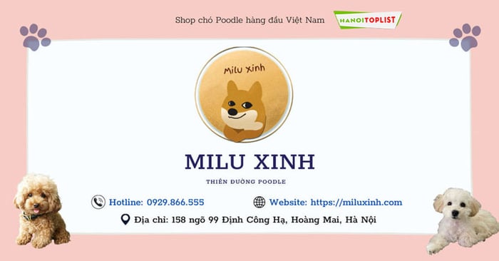 shop-cho-poodle-tai-ha-noi-milu-xinh-Mytour