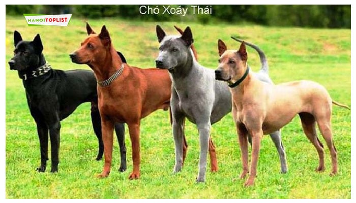 trai-cho-xoay-thai