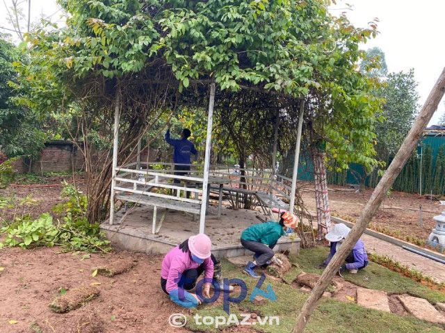 Đánh giá công ty cây xanh tại Hà Nội