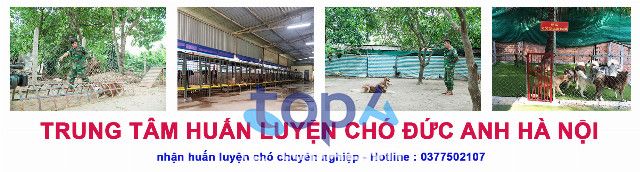 Trung Tâm Đào Tạo Chó Đức Anh