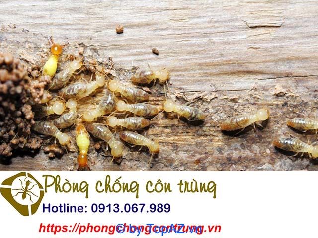 Công ty Diệt mối và Khử trùng Nam Bắc