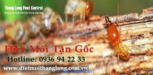 Dịch vụ diệt mối tại nhà ở TPHCM