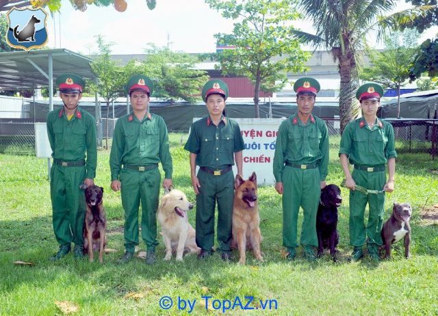 Trường huấn luyện chó 247 sở hữu đội ngũ huấn luyện viên có chuyên môn vững vàng và nhiều năm kinh nghiệm trong việc đào tạo chó.