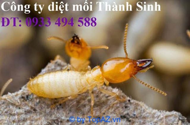 Dịch vụ diệt mối an toàn tại Quận 6