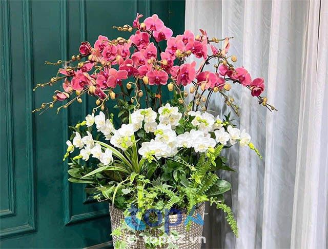 Yến Chi Flower - cửa hàng hoa lan hồ điệp tại Quận 5