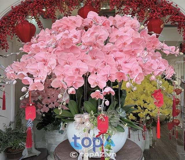 Muse Ert Flowers - nơi cung cấp lan hồ điệp chất lượng cao tại Quận 5 với mức giá hợp lý