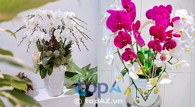 địa chỉ mua lan hồ điệp nổi bật tại Gò Vấp