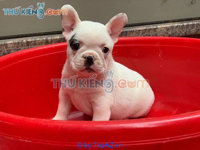 mua chó Bulldog Pháp tại Hà Nội