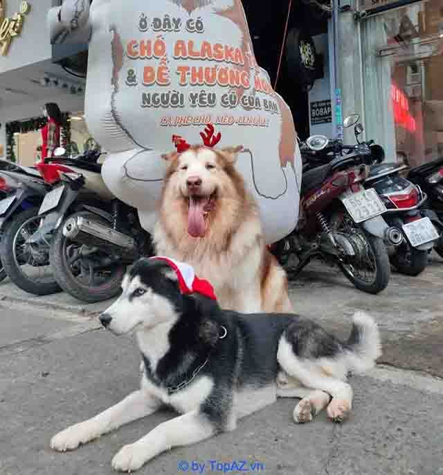 mua Husky tại TP.HCM