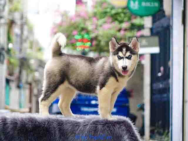 cửa hàng bán chó Husky tại TP Hồ Chí Minh