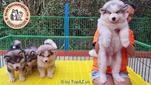 cửa hàng bán chó Husky tại TP.HCM