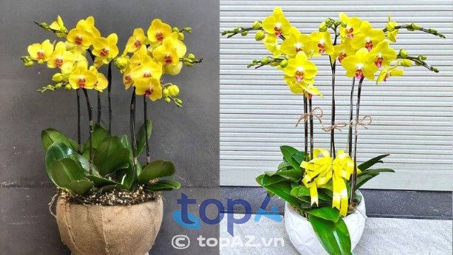 cửa hàng bán hoa lan hồ điệp tại quận Thanh Xuân