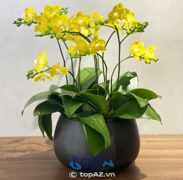 Cửa hàng hoa lan hồ điệp FLoLi tại quận Đống Đa