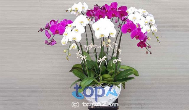 Bảo Ái Orchid’s