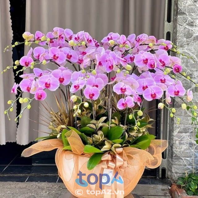 Cửa hàng Lan Hồ Điệp Hà Nội Orchids 79