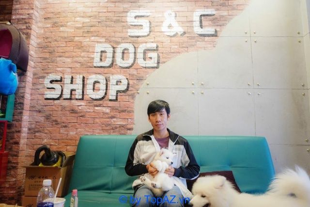 SC Dog Shop cung cấp chó cảnh