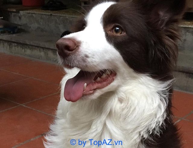 Địa chỉ đáng tin cậy để mua chó Border Collie tại Hà Nội