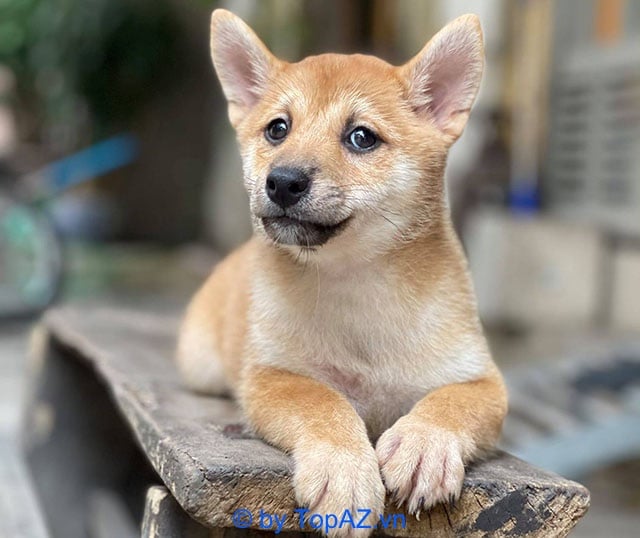 Địa chỉ cung cấp chó Shiba Inu tại Hà Nội