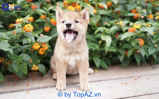 Địa chỉ cung cấp chó Shiba Inu tại Hà Nội