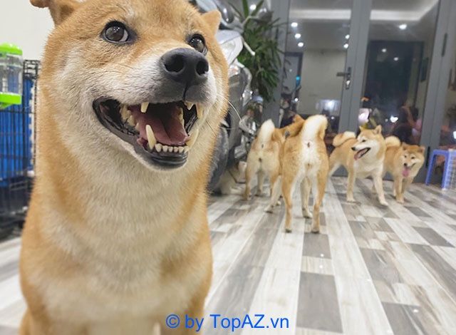 Địa chỉ cung cấp chó Shiba Inu tại Hà Nội