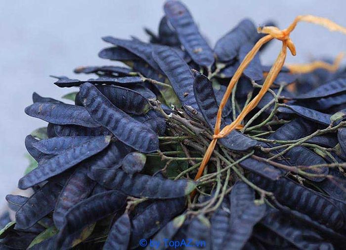 dầu gội bồ kết Thorakao