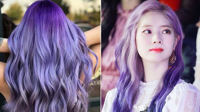 Tóc tím khói Lavender