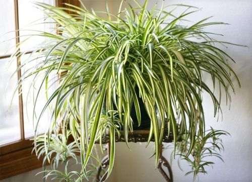 Những loại cây tốt nên trồng trong nhà
