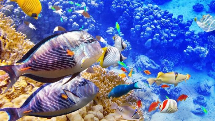 đặc điểm là gì? (phiên bản 7)