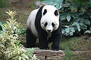 Gấu đen trắng nằm trên mặt đất
