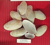 Paratapes undulatus, mẫu vật tại bảo tàng