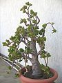 Biến thể monstrosa