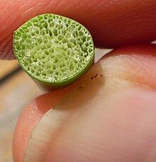 Aerenchyma của Schoenoplectus tabernaemontani