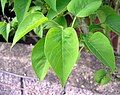 Lá của cây đinh hương