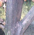 Thân cây phần dưới