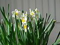 Narcissus tazetta phụ bản chinensis