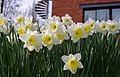 Vườn hoa thủy tiên trước nhà ở Nottingham, Anh