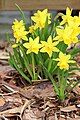 Narcissus pseudonarcissus