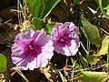 Hoa muống biển tại bãi biển trên đảo Réunion