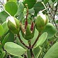 BẠCH ĐANG RA QUẢ