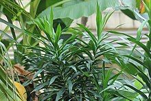 Cây bồng bồng