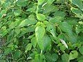 Gai xanh Boehmeria