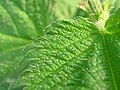 Cây Urtica dioica, các lông gây ngứa